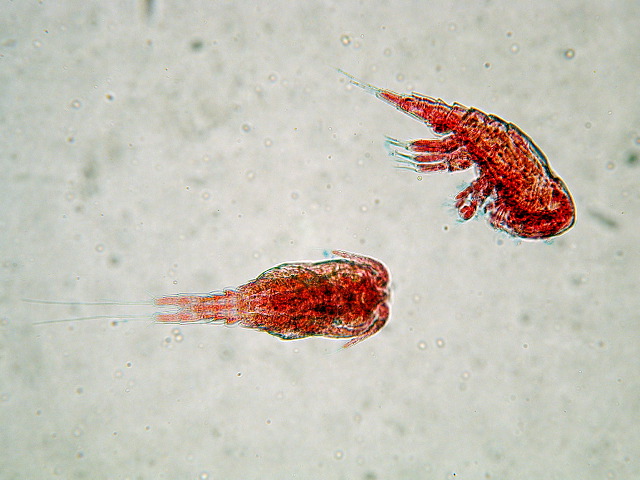 Copepods