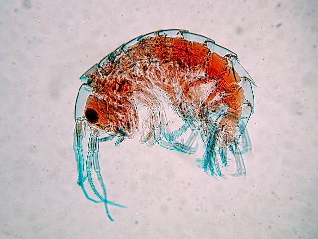 Gammarus spp.