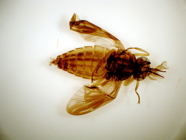 Chrysops spp.